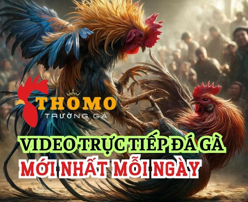 Quy Trình và Luật Chơi Đá Gà Thomo