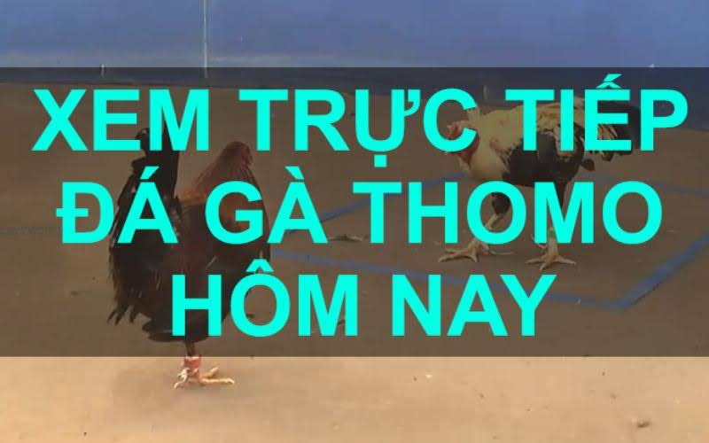 Kinh Nghiệm và Chiến Thuật Trong Đá Gà Thomo