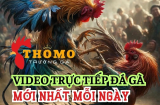 Lịch Thi Đấu Đá Gà Thomo Mới Nhất